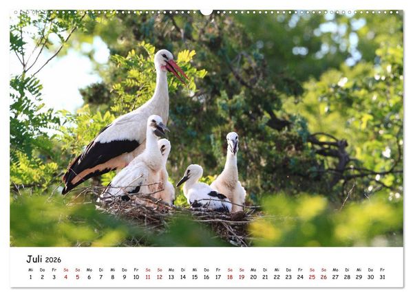 Produktbild: Tierkinder in freier Wildbahn (Wandkalender 2026 DIN A2 quer), CALVENDO Monatskalender