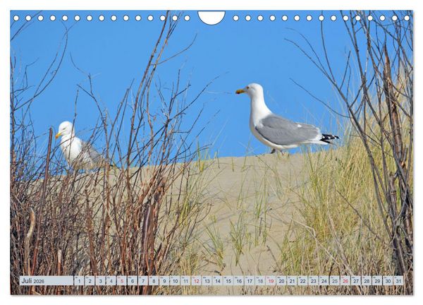 Produktbild: Langeoog - Natur Pur (Wandkalender 2026 DIN A4 quer), CALVENDO Monatskalender