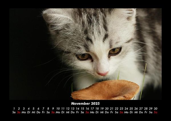 Produktbild: F&uuml;r Katzenfreunde 2025 Fotokalender DIN A3