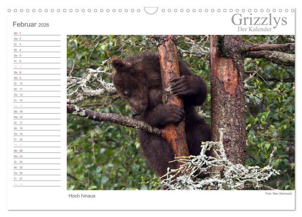 Produktbild: Grizzlys - Der Kalender (Wandkalender 2026 DIN A3 quer), CALVENDO Monatskalender