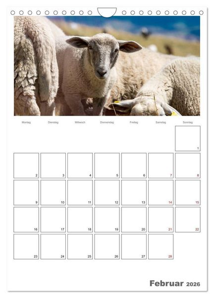 Produktbild: Schafe - 12 Monate in der Herde (Wandkalender 2026 DIN A4 hoch), CALVENDO Monatskalender