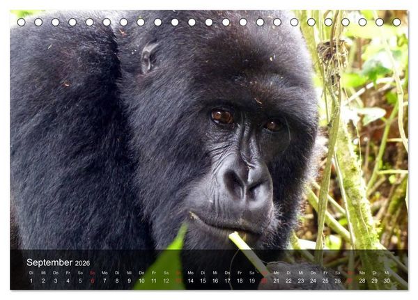 Produktbild: Gorillas. Friedliebende Kraftpakete (Tischkalender 2026 DIN A5 quer), CALVENDO Monatskalender
