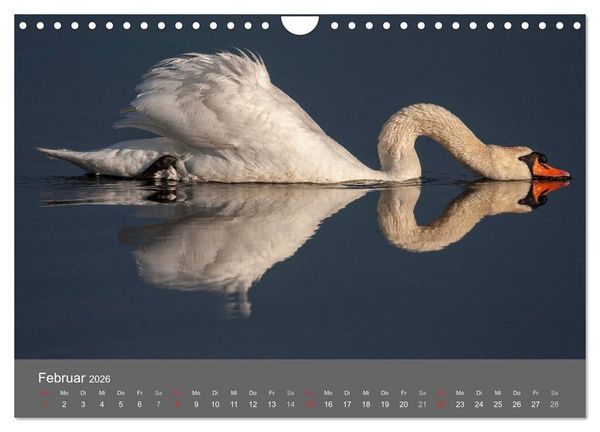 Produktbild: Der Federsee - Vogelparadies in Oberschwaben (Wandkalender 2026 DIN A4 quer), CALVENDO Monatskalender
