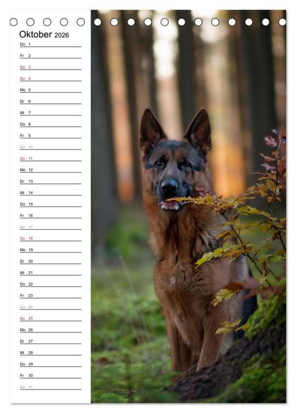 Produktbild: Deutscher Sch&auml;ferhund - unser bester Freund (Tischkalender 2026 DIN A5 hoch), CALVENDO Monatskalender