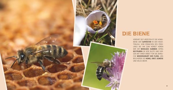 Bienen Basics