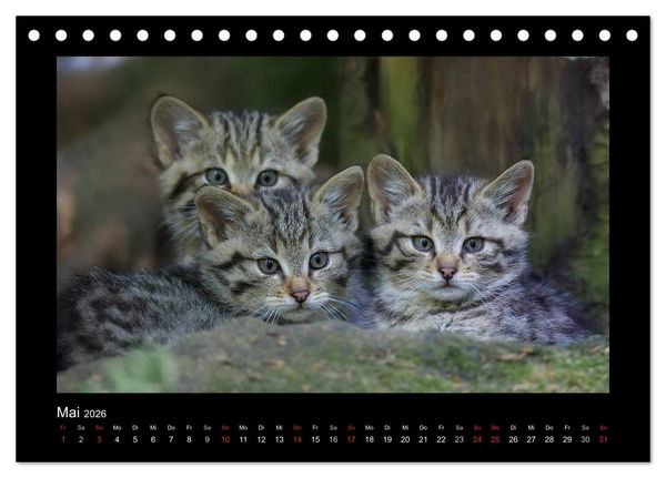 Produktbild: Wolf, Luchs und Co. - Tierbilder aus dem Bayerischen Wald (Tischkalender 2026 DIN A5 quer), CALVENDO Monatskalender