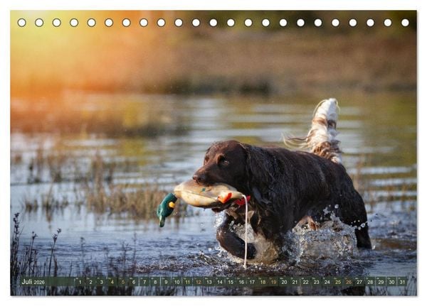 Produktbild: Jagdhund im Portrait - Deutsch Langhaar (Tischkalender 2026 DIN A5 quer), CALVENDO Monatskalender