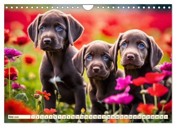 Produktbild: Weimaraner - der ideale Jagdbegleiter (Wandkalender 2026 DIN A4 quer), CALVENDO Monatskalender