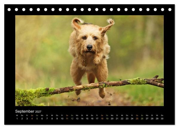 Produktbild: MIXlinge (Tischkalender 2027 DIN A5 quer), CALVENDO Monatskalender