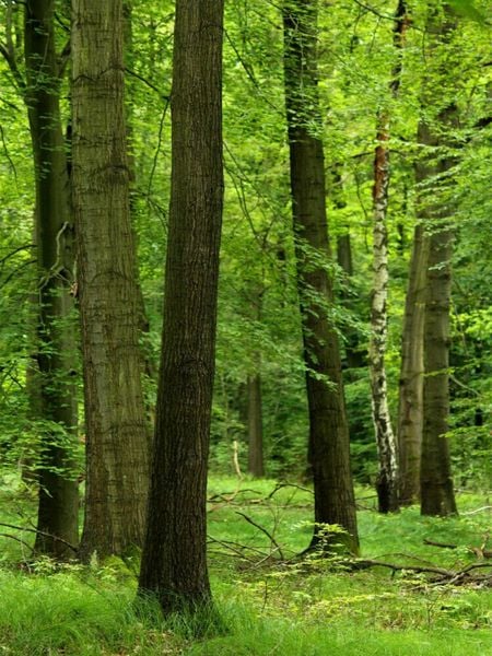 Produktbild: CALVENDO Puzzle Sommergr&uuml;ner Wald | 1000 Teile Lege-Gr&ouml;&szlig;e 64x48cm Foto-Puzzle f&uuml;r gl&uuml;ckliche Stunden