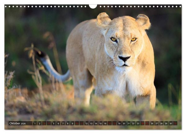 Produktbild: Auf Safari in Kenia 2026 (Wandkalender 2026 DIN A3 quer), CALVENDO Monatskalender