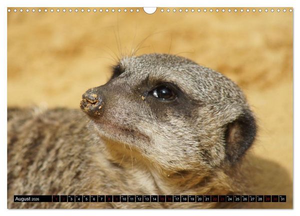Produktbild: Lustige Erdm&auml;nnchen (Wandkalender 2026 DIN A3 quer), CALVENDO Monatskalender