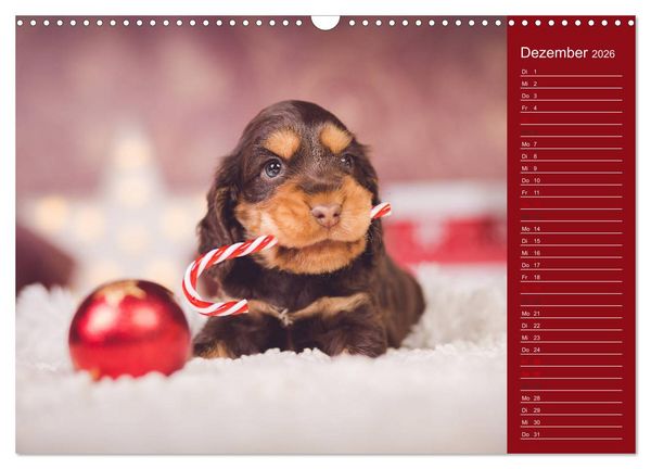 Produktbild: Englische Cocker Spaniel Welpen (Wandkalender 2026 DIN A3 quer), CALVENDO Monatskalender