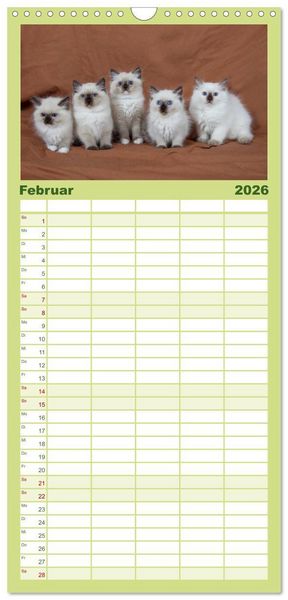 Produktbild: Familienplaner 2026 - Ragdoll Kitten mit 5 Spalten (Wandkalender, 21 x 45 cm) CALVENDO