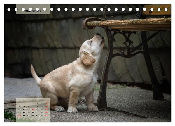 Produktbild: Welpenspa&szlig; (Tischkalender 2026 DIN A5 quer), CALVENDO Monatskalender