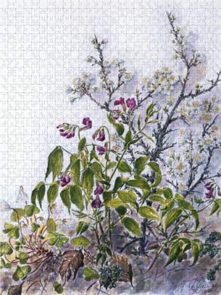 Produktbild: CALVENDO Puzzle Mischwald am Wegesrand: Sauerklee, Fr&uuml;hlingsplatterbse, bl&uuml;hende Schlehe | 1000 Teile Lege-Gr&ouml;&szlig;e 64x48cm Foto-Puzzle f&uuml;r gl&uuml;ckliche St