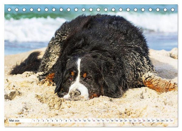 Produktbild: Faszinierende Sch&ouml;nheit Berner Sennenhund (Tischkalender 2026 DIN A5 quer), CALVENDO Monatskalender
