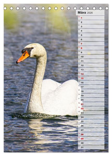 Produktbild: Stolze Schw&auml;ne (Tischkalender 2026 DIN A5 hoch), CALVENDO Monatskalender