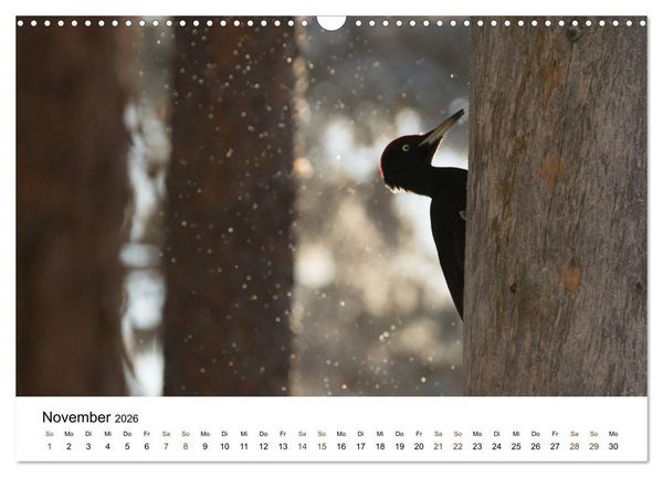 Produktbild: Finnland: eine tierische Entdeckungsreise (Wandkalender 2026 DIN A3 quer), CALVENDO Monatskalender