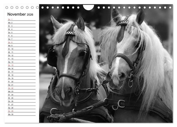 Produktbild: Leidenschaft Pferdesport - Impressionen (Wandkalender 2026 DIN A4 quer), CALVENDO Monatskalender