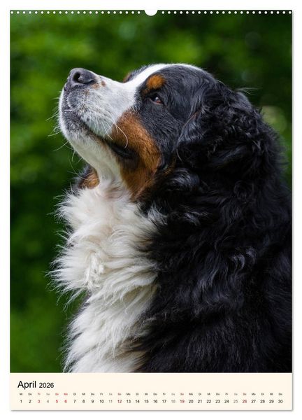 Produktbild: Die sch&ouml;nste Rasse der Welt - Berner Sennenhund (hochwertiger Premium Wandkalender 2026 DIN A2 hoch), Kunstdruck in Hochglanz