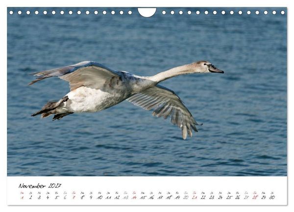 Produktbild: Vom K&uuml;ken zum Schwan (Wandkalender 2027 DIN A4 quer), CALVENDO Monatskalender