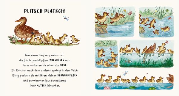 Produktbild: Wunder der Natur im Park