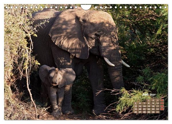 Produktbild: Afrikas Tierwelt: Elefantenbabys (Wandkalender 2027 DIN A4 quer), CALVENDO Monatskalender