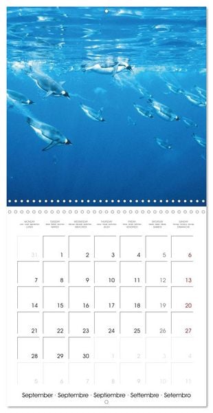 Produktbild: Diving in the deep blue sea (Wall Calendar 2026 12 &times; 12 Inch) CALVENDO 12 Month Wall Calendar