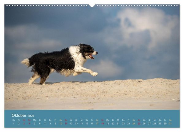 Produktbild: Mit Aussies unterwegs - Die bunte Welt der Australian Shepherds (Wandkalender 2026 DIN A2 quer), CALVENDO Monatskalender