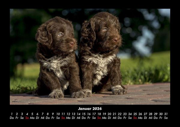 Produktbild: Welpen 2026 Fotokalender DIN A3