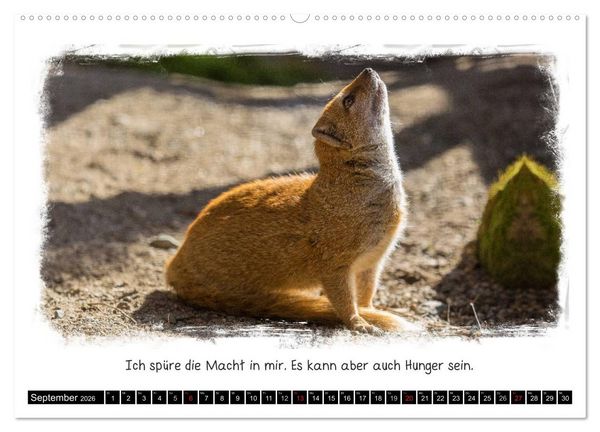 Produktbild: Tierisch witzig (hochwertiger Premium Wandkalender 2026 DIN A2 quer), Kunstdruck in Hochglanz