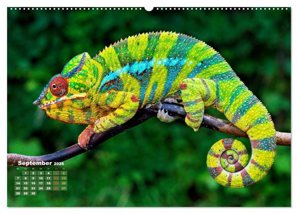Produktbild: Die Welt in Gr&uuml;n (hochwertiger Premium Wandkalender 2026 DIN A2 quer), Kunstdruck in Hochglanz
