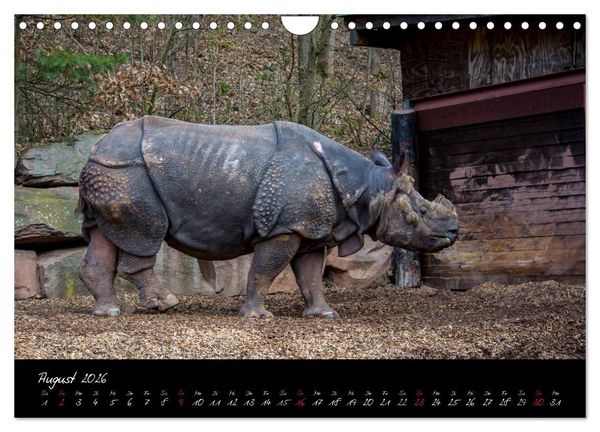 Produktbild: Tiergarten N&uuml;rnberg (Wandkalender 2026 DIN A4 quer), CALVENDO Monatskalender