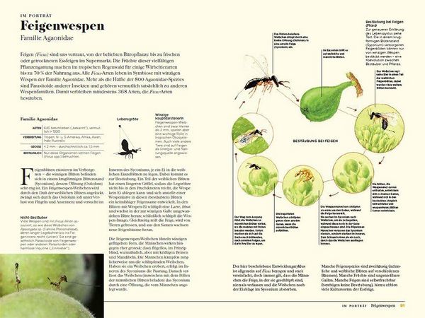 Produktbild: Wespen