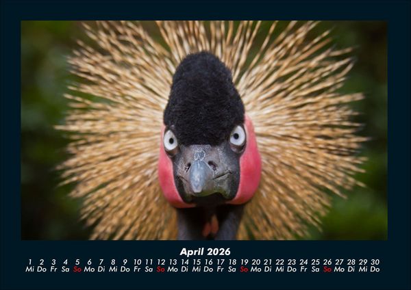 Produktbild: Welt der V&ouml;gel 2026 Fotokalender DIN A4