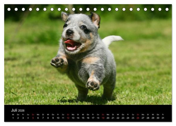 Produktbild: Australian Cattle Dog Welpen (Tischkalender 2026 DIN A5 quer), CALVENDO Monatskalender