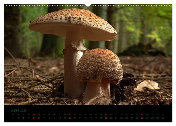 Produktbild: Im Reich der Pilze (Wandkalender 2026 DIN A2 quer), CALVENDO Monatskalender