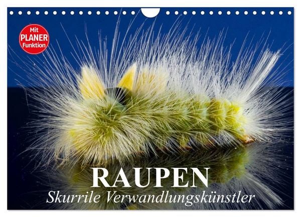 Produktbild: Raupen. Skurrile Verwandlungsk&uuml;nstler (Wandkalender 2026 DIN A4 quer), CALVENDO Monatskalender