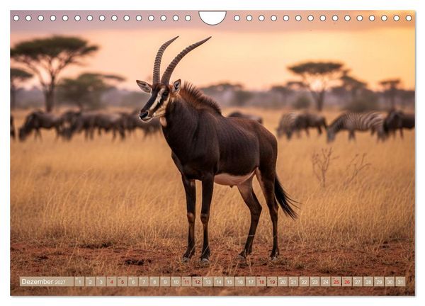 Produktbild: Antilopenzauber (Wandkalender 2027 DIN A4 quer), CALVENDO Monatskalender