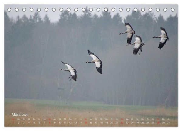Produktbild: Anblicke und Ausblicke auf Fischland Dar&szlig; (Tischkalender 2026 DIN A5 quer), CALVENDO Monatskalender