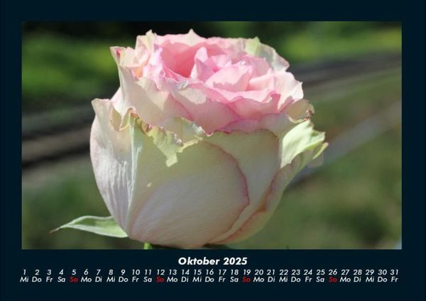 Produktbild: Blumentr&auml;ume 2025 Fotokalender DIN A4