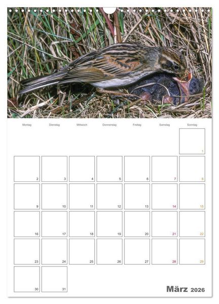 Produktbild: Sperlingsv&ouml;gel an der Schwelle zum Leben (Wandkalender 2026 DIN A3 hoch), CALVENDO Monatskalender