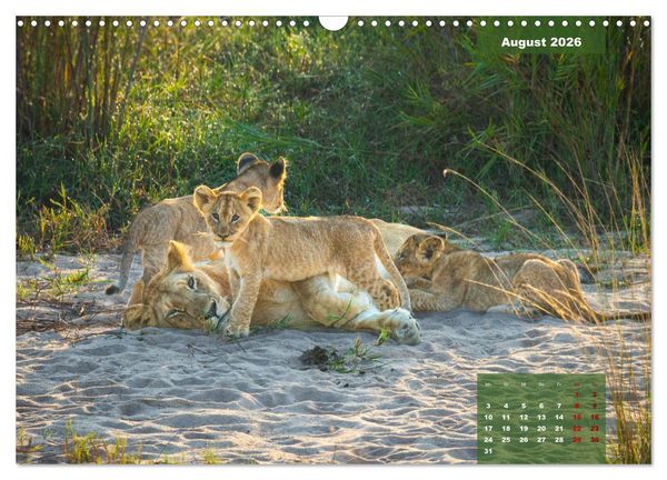 Produktbild: Auf Safari im Kruger National Park (Wandkalender 2026 DIN A3 quer), CALVENDO Monatskalender