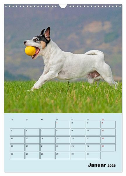 Produktbild: Familienplaner Jack und Parson Russell Terrier (Wandkalender 2026 DIN A3 hoch), CALVENDO Monatskalender