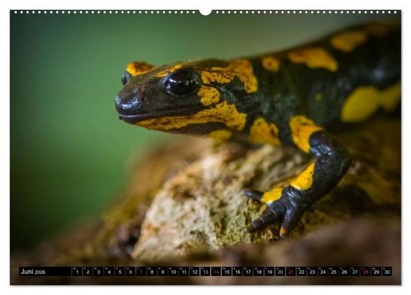 Produktbild: Salamander und Co. (hochwertiger Premium Wandkalender 2026 DIN A2 quer), Kunstdruck in Hochglanz