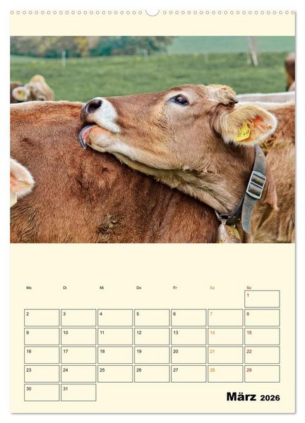 Produktbild: Gl&uuml;ckliche Bergk&uuml;he (Wandkalender 2026 DIN A2 hoch), CALVENDO Monatskalender