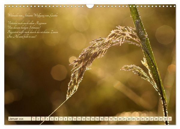 Produktbild: Sommergr&auml;ser (Wandkalender 2026 DIN A3 quer), CALVENDO Monatskalender