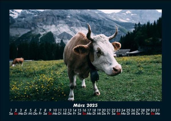 Produktbild: Kuhkalender 2025 Fotokalender DIN A5