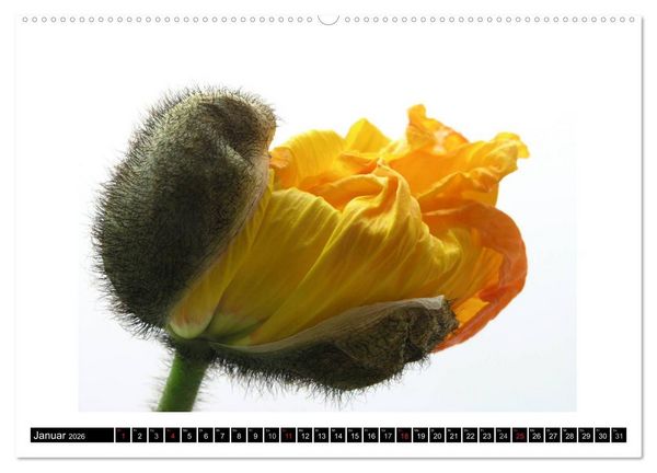 Produktbild: Mohn im Portr&auml;t (hochwertiger Premium Wandkalender 2026 DIN A2 quer), Kunstdruck in Hochglanz